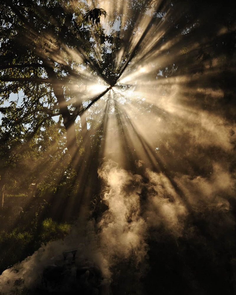 Sunlight filtering through forest trees with misty atmosphere